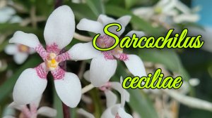 Sarcochilus fitzgeraldii. Описание и уход