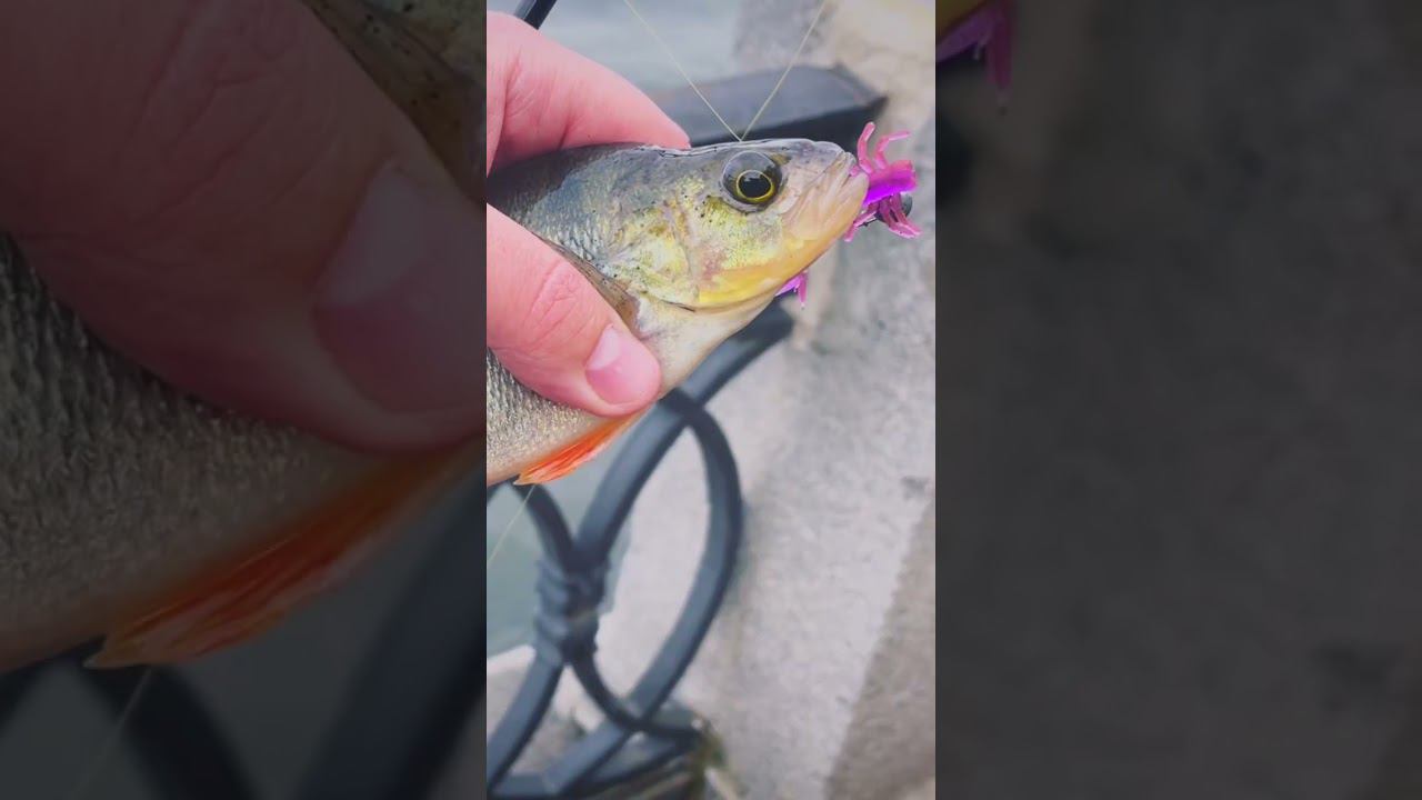 Погнали на #streetfishing ?  #рыбалка #shorts #окунь #судак #город #москварека #москва