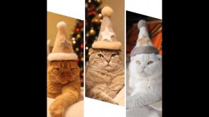 Смешные и милые котики в шляпах, сделанные из их шерсти