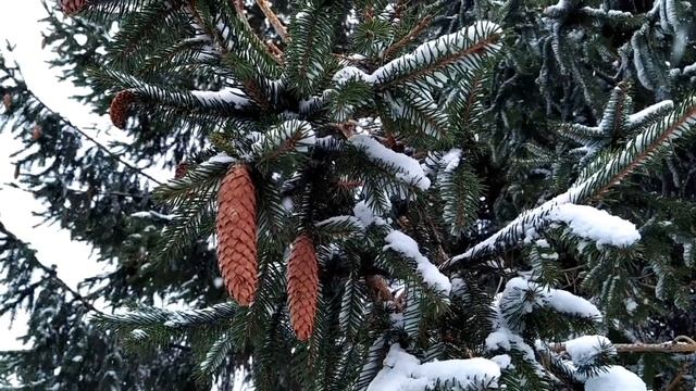 25 января-ТАТЬЯНИН ДЕНЬ.Женские дела.Что нельзя делать. Традиции студенчества.Народные приметы