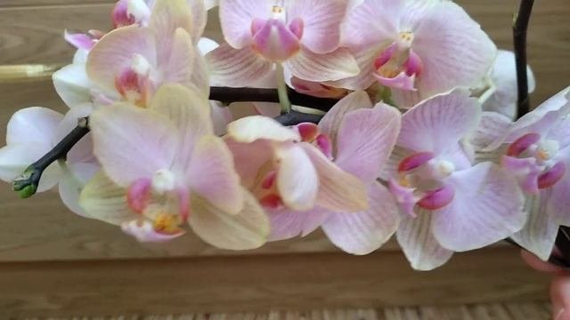 РАЗМНОЖЕНИЕ орхидеи ЧЕРЕНКАМИ В ВОДЕ ЧАСТЬ #3