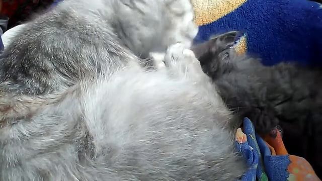 Взрослый кот ухаживает за котёнком!!! смотреть онлайн