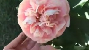 Peony Mary Gretchen