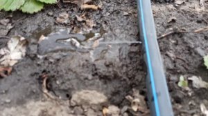 Капельный ПОЛИВ. (Cвоими Руками)