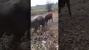 быки дерутся