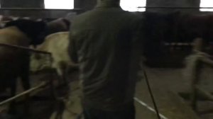 Каких Бычков Покупать на откорм￼￼