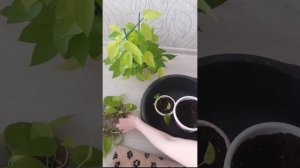 2 часть.Посадка Сциндапсус Неон.Как прошло укоренение Сциндапсус Неон.Два  способа посадки черенков