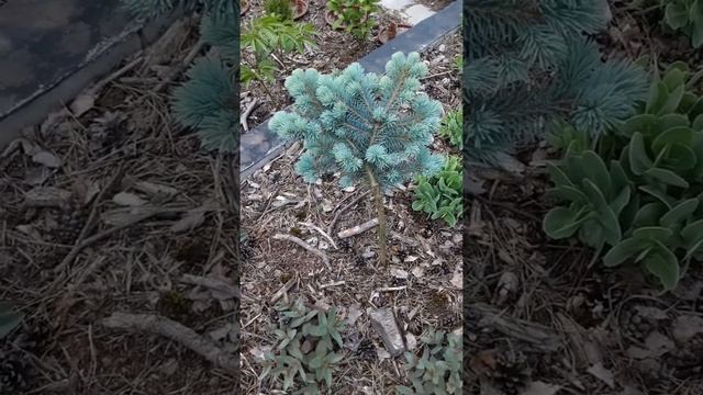 ? Ель колючая Глаука Глобоза ? Picea pungens Glauсa Globosa ?