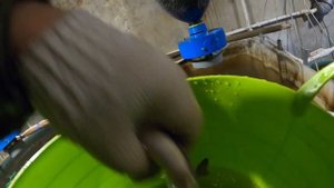 Разведение Осетровых в домашних условиях.Прирост за 4 месяца.