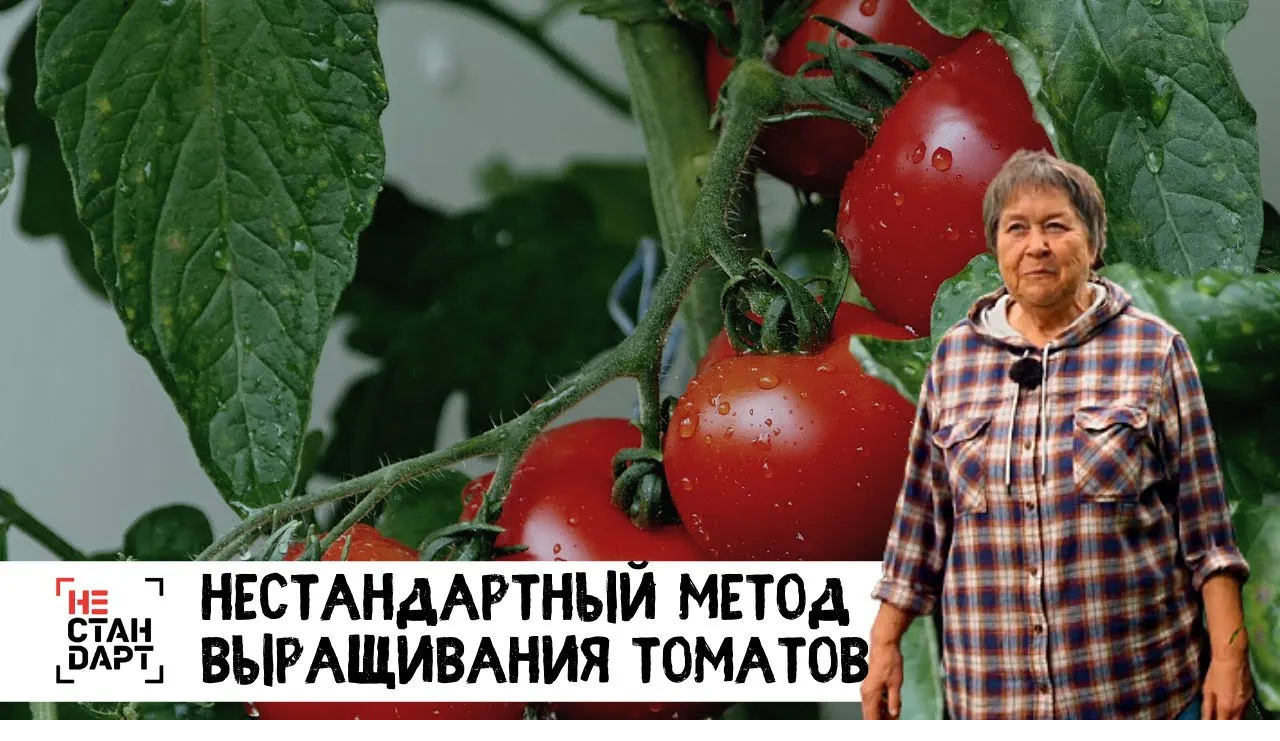 Нестандартный метод выращивания томатов. Нестандарт