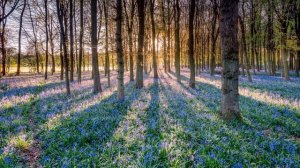 весенний лес (релакс)