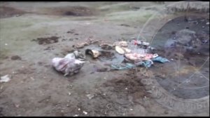 Самса из ослятины: задержаны лица, поставлявшие ослиное мясо