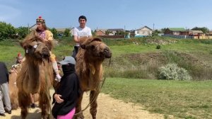 Товарищи Боксеры | едем на Верблюжий остров 🐫
