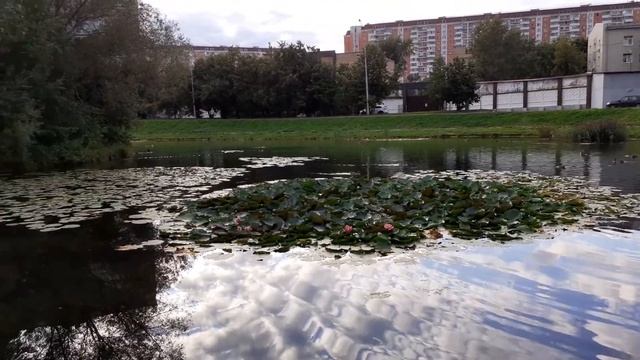 Лотосы на Капустинском пруду в Свиблово