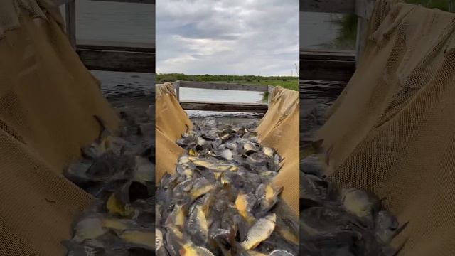 Платная рыбалка , пруд Черноморец 10.05.23. Добавили карпа. смотреть онлайн