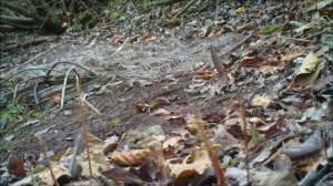 Ловля птиц ,чижи  ...