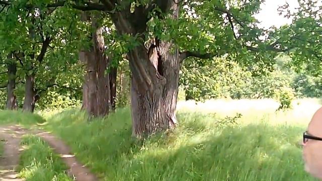 Дубовая аллея в деревне Савинки смотреть онлайн