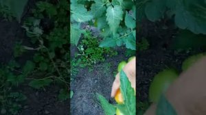 "ВИДИМО- НЕВИДИМО"урожайный неприхотливый томат в открытом грунте на 5 08 2022
