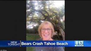 Bears Frolic At Busy South Lake Tahoe Beach