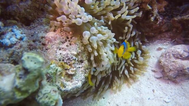 Подводный_мир._Музыка_для_релаксации__Underwater_world._Relaxation_music.meditation_music.m7 смотреть онлайн