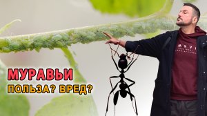 Нужно ли избавляться от муравьев на участке? Разберемся!