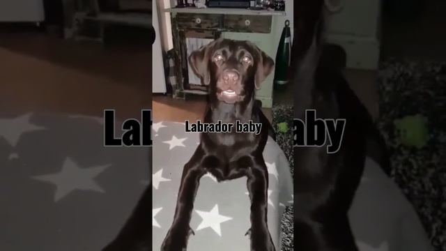 Labrador лабрадор