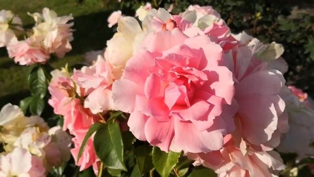 Rosa 