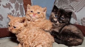 Кошка из приюта родила странного котенка, когда он подрос, пришлось срочно звать заводчика кошек.