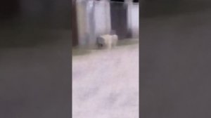 Спаривание собак