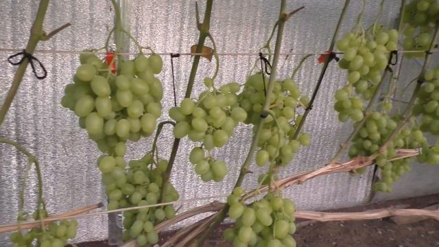 Виноград . Высоко урожайный сорт -Супер Экстра .Нагрузка на2022г.