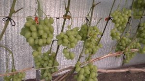 Виноград . Высоко урожайный сорт -Супер Экстра .Нагрузка на2022г.