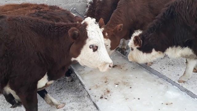 Скот.колодец.пьют воду 19.01.19 смотреть онлайн