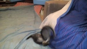 Котята прикольные игры борьба за кресло