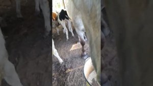 отравить глисты лошадей