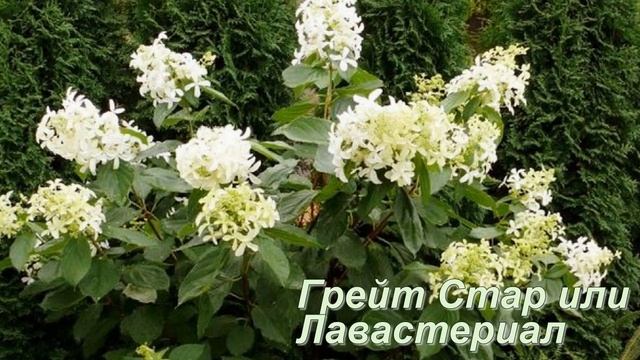 Чтобы потом не искать 10 отличий! Гортензия метельчатая - какие соцветия бывают? смотреть онлайн