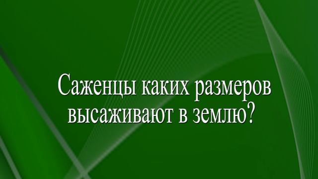 Павловния: что это за дерево?