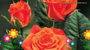 Роза чайно-гибридная Апачи. Краткий обзор, описание характеристик, где купить саженцы Apache