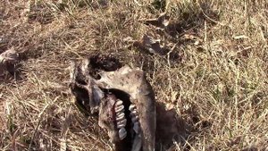 Гнездо сорок и новая находка на солнечном участке у художника в деревне.