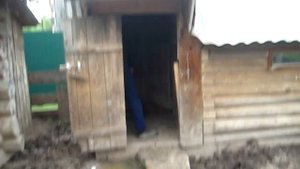 Кормление свиньи