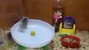 (PHONK HOUSE) 300 KM/H | ХОМЯКИ ПОД ФОНК | Phonk house 2022