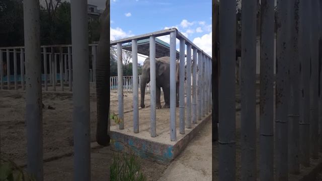 Тюрьма для животных Слониха которая оторвала руку работнику зоопарка смотреть онлайн