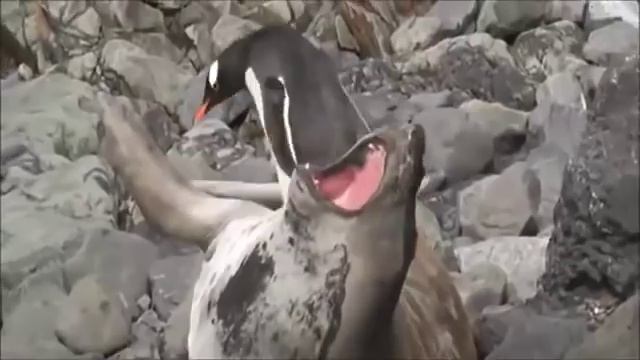 ШОК! ТЮЛЕНЬ ЛОМАЕТ ХРЕБЕТ ПИНГВИНУ смотреть онлайн