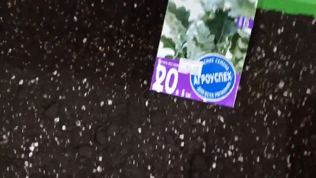 6 февраля 2020 г Посев семян Цинерарии. смотреть онлайн