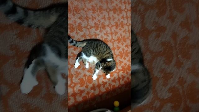❤️ Смешные коты видео. Шортс