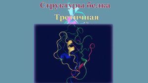 Белки и их роль  в организме