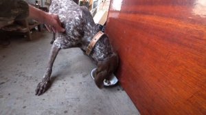 Корм премиум класса с индейкой. Новый сухой корм для Курцхааров