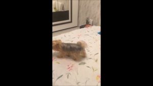 Поющая собака, ЙОРК поет под песню "Мама"