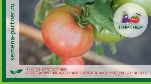 ТАКОГО НЕ ПРОПУСТИШЬ! ВЫСОКИЙ, КРАСИВЫЙ, ВКУСНЫЙ, УРОЖАЙНЫЙ ТОМАТ – МАЛИНОВАЯ ИДЕЯ F1
