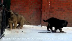 ЩЕНКИ КАВКАЗСКОЙ ОВЧАРКИ 3 МЕСЯЦА www.r-risk.ru +79262205603 ТАТЬЯНА ЯГОДКИНА