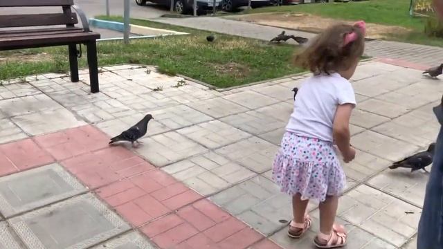 Кормим голубей семечками смотреть онлайн